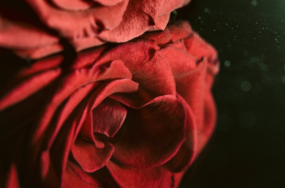 Flower plant romantic
