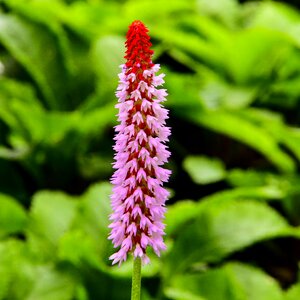 Ant summer red