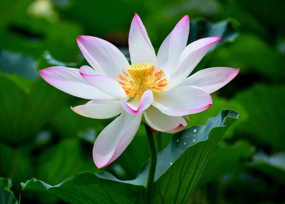 Bloom blossom plant