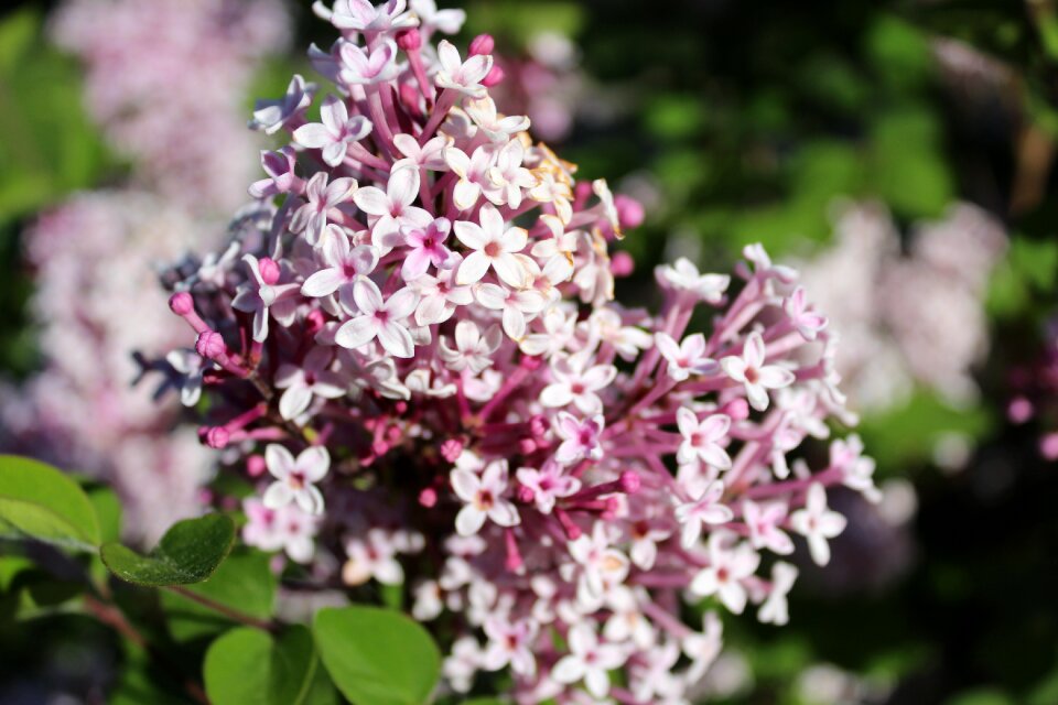 Purple spring nature