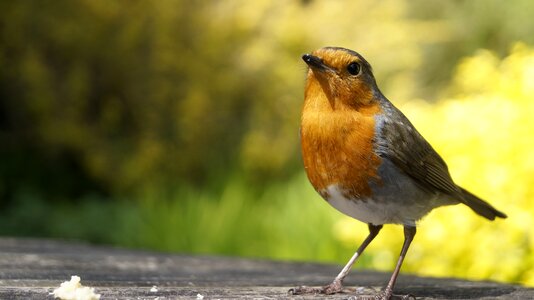 Bird garden close up