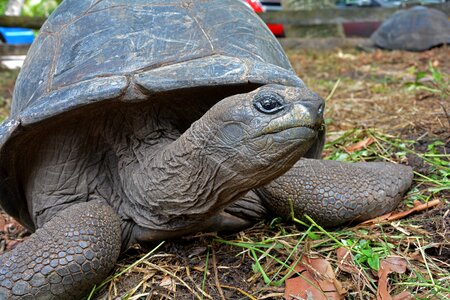 Seychelles tortoise turtle