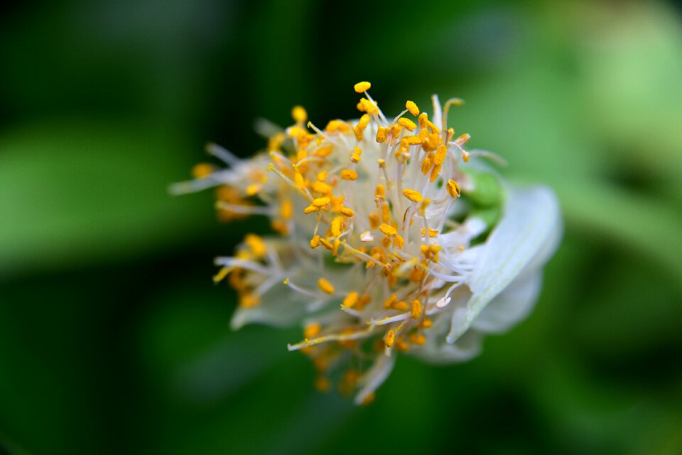 Pollen haemanthus albiflos beautiful