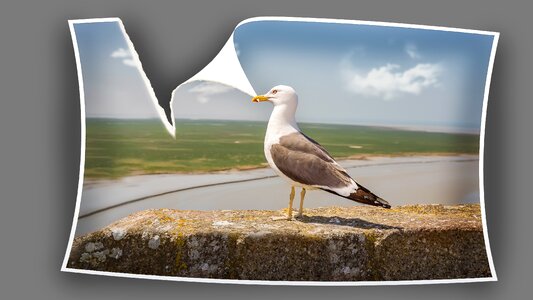 Bird gull animals