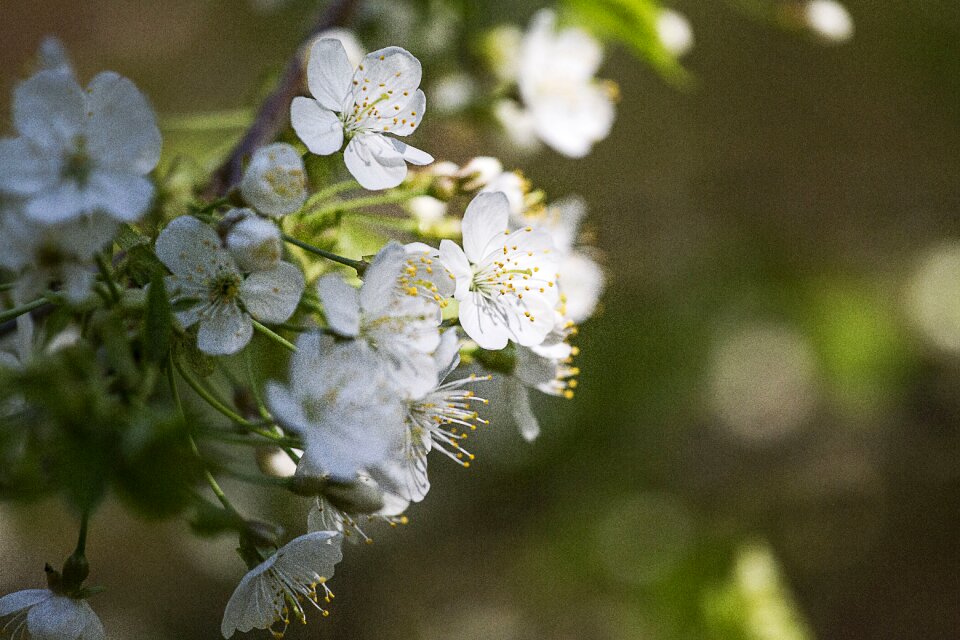 Nature branch branches