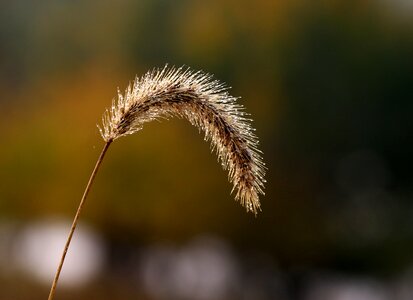 Dew yellow autumn