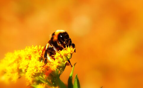 Apiformes antennae animals