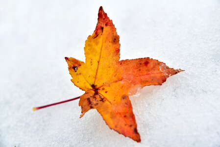 Winter discoloration maple