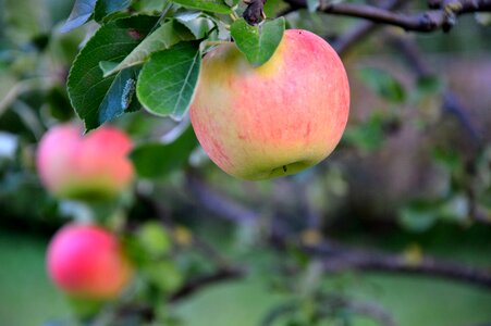 Apple tree fruit tree harvest