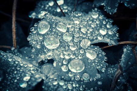 Wet raindrop nature
