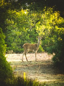 Wild animal world forest