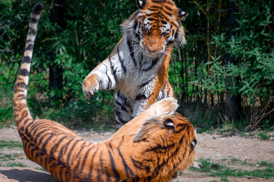 Predator animal world dangerous