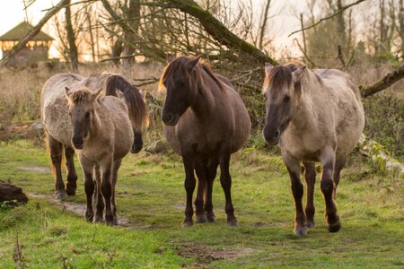 Nature animals pony photo