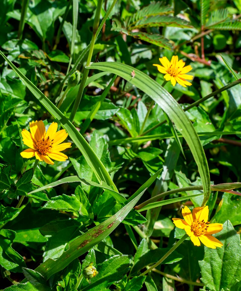 Summer color bright