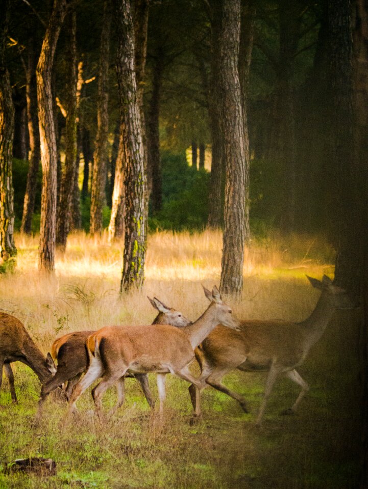 Landscape wild animal world
