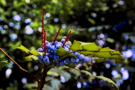 Natural decoration leaf photo