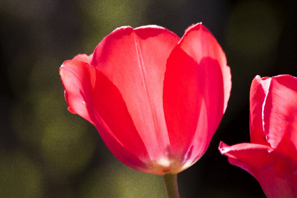 Nature flower schnittblume photo