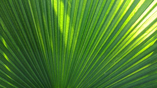 Plant tropic natural