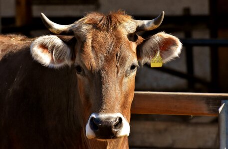 Hoofed animals animals livestock