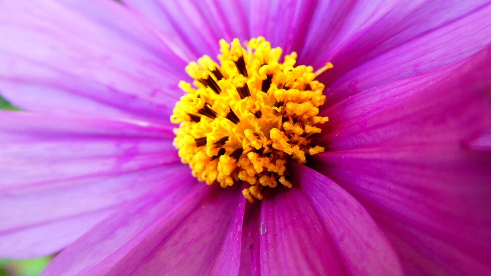 Landscape close up garden photo