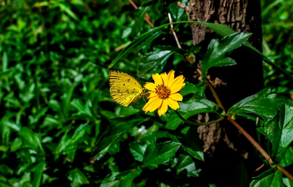 Summer color bright