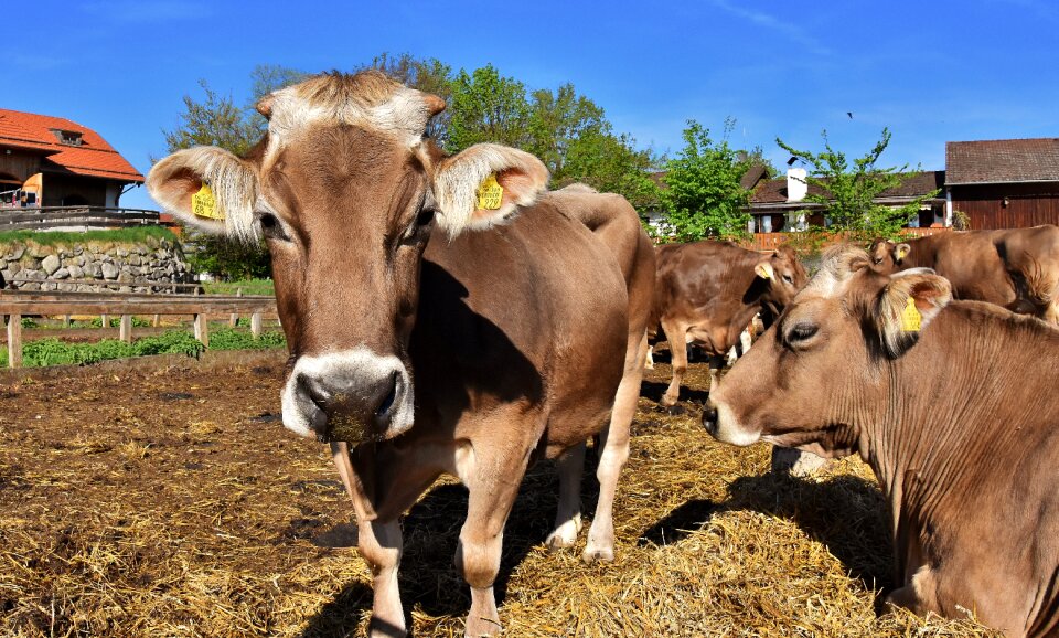 Fisheye hoofed animals good aiderbichl