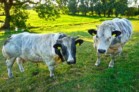 Animal livestock belgian blue
