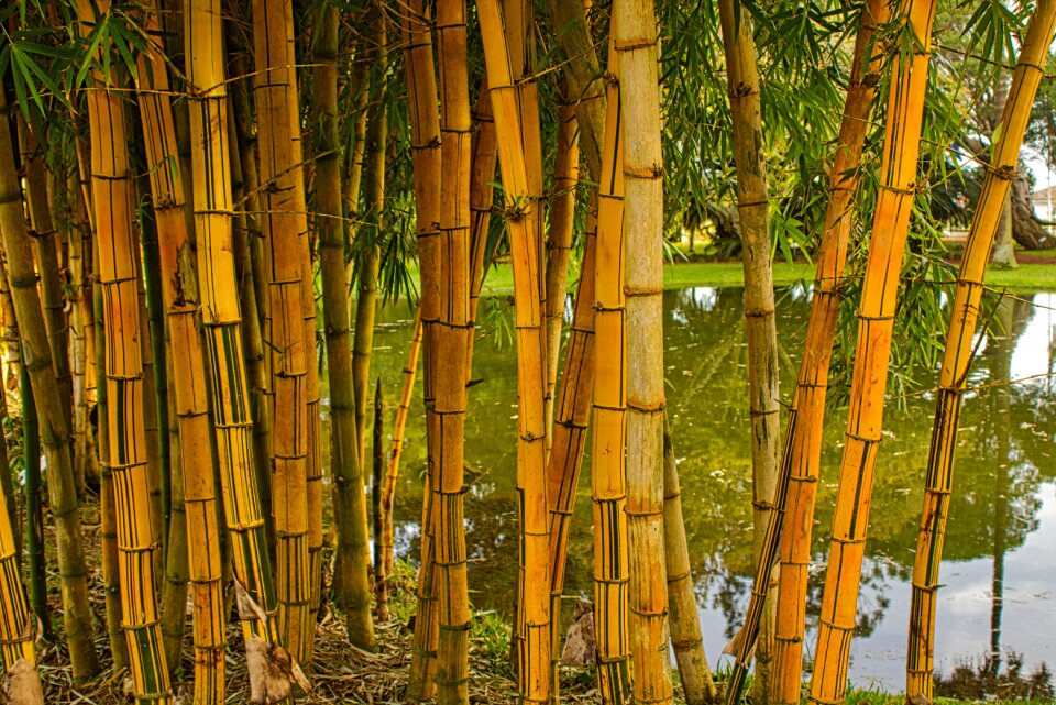 Reeds water reflection