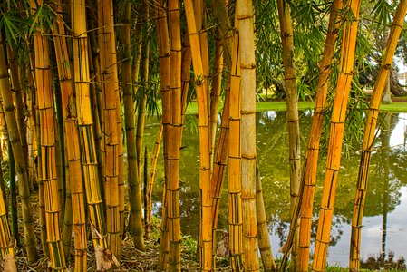 Reeds water reflection photo