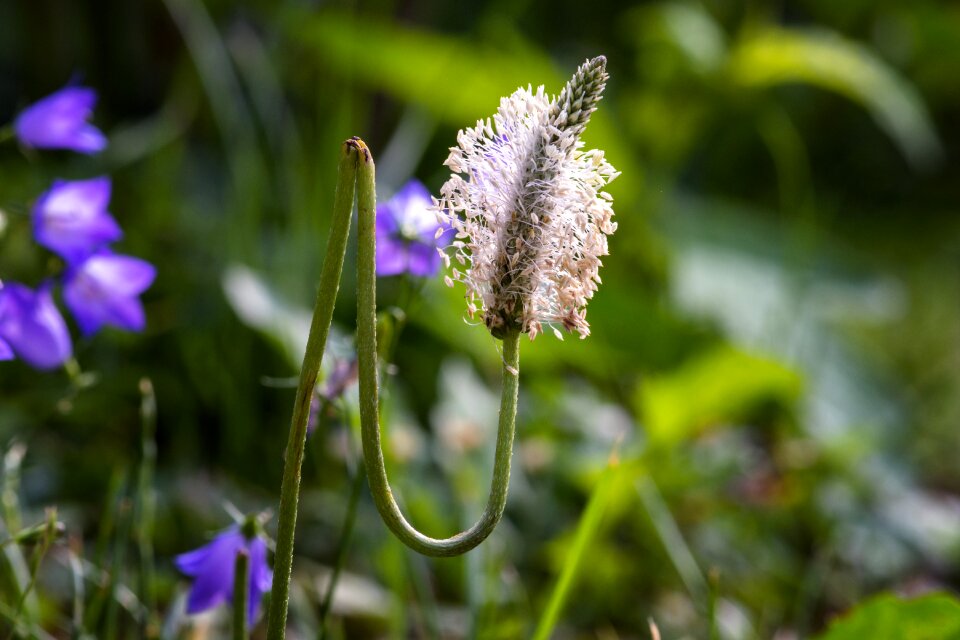 Medicinal plant nature flower