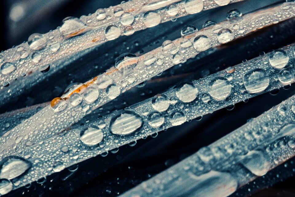 Wet raindrop nature