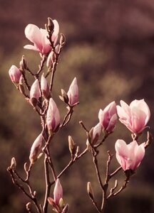 Nature plant no one