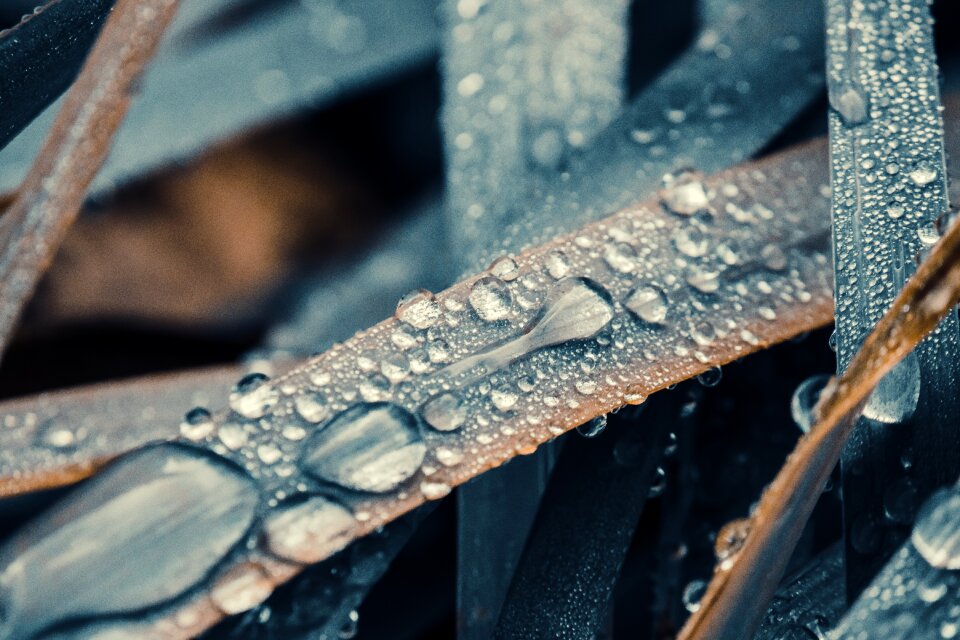 Wet raindrop nature