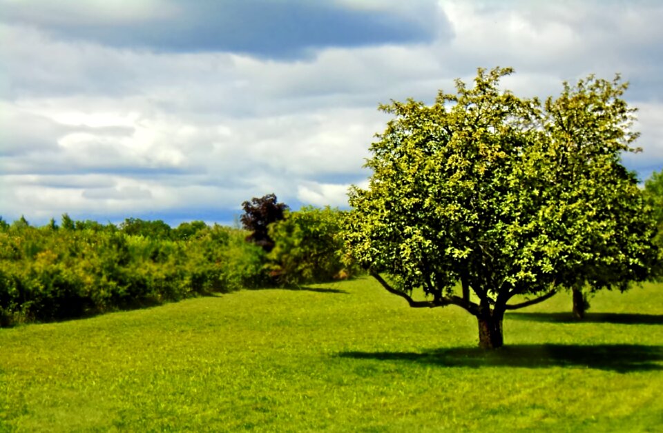 Park outdoor nature