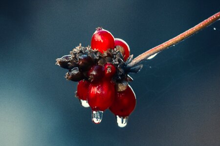 Leaf wet raindrop photo