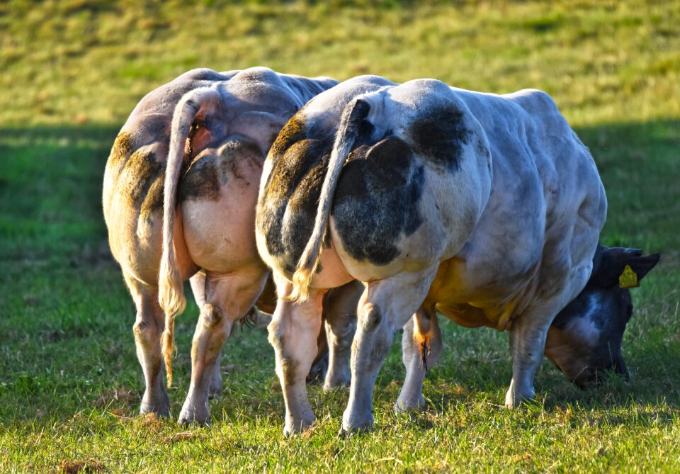 Animal livestock belgian blue
