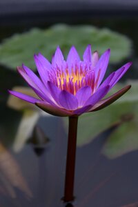 Nature flowers plants