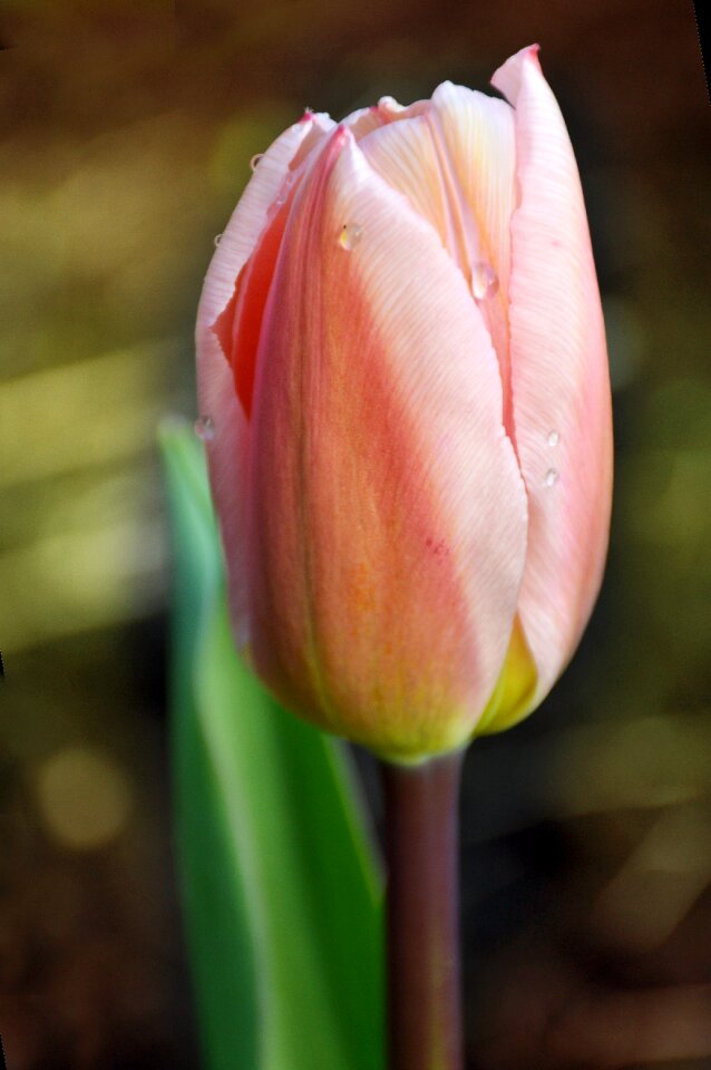 Gentle pink macro