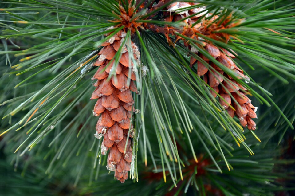 Fir tree conifer softwood