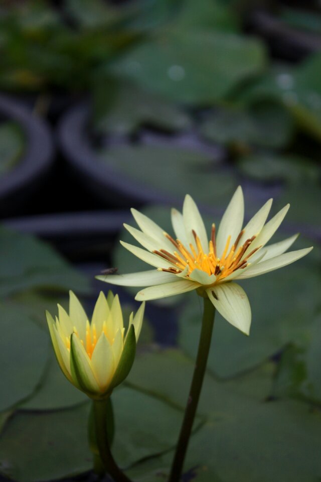 Nature flowers plants