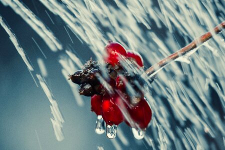 Leaf wet raindrop photo