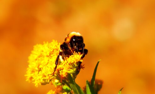 Apiformes antennae animals