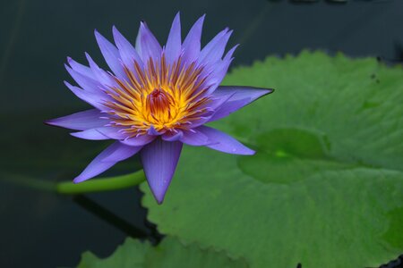 Nature flowers plants