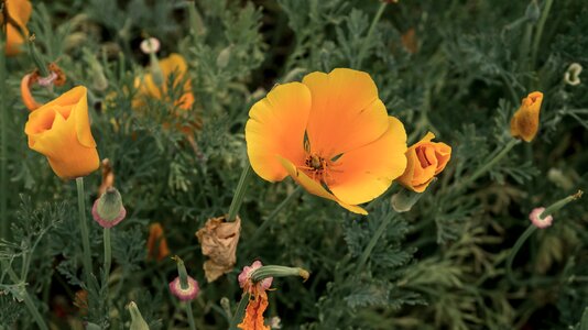 Yellow flower nature plant
