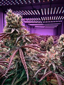 Plant weed marijuana photo