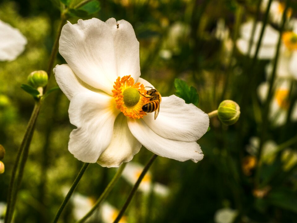 Insect petals summer