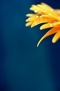 Yellow drops rain