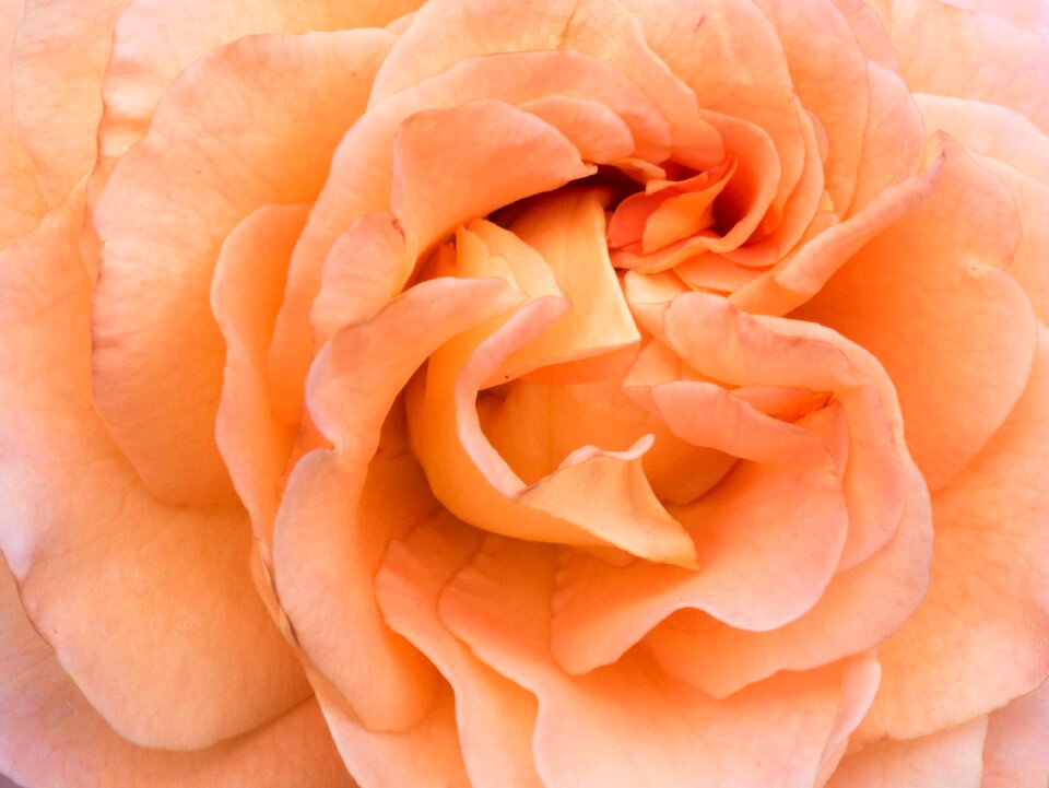Petals orange macro