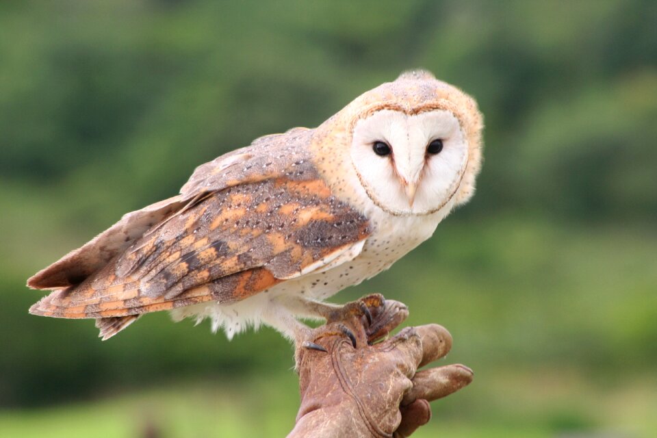 Animal nature raptor