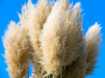 Specimen plant solitaire grass grass